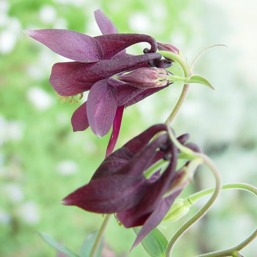 Aquilegia atrata - Click Image to Close